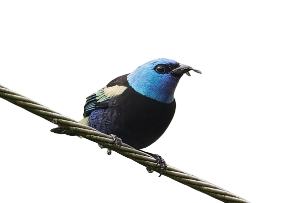 tangara cabeciazul